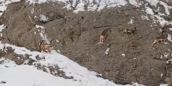 Güzeldere’nin karla kaplı yamaçlarda dağ keçileri görüntülendi