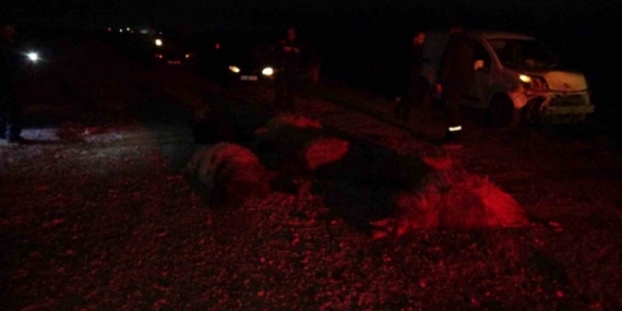 Hafif ticari araç sürüye daldı, 10’dan fazla koyun telef oldu