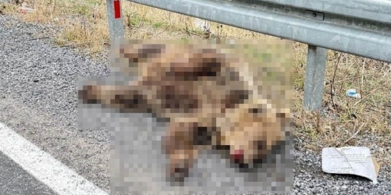 Hakkari’de aracın çarptığı ayı telef oldu