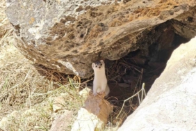 Hakkarili dağcılar nesli tükenen gelincik görüntüledi