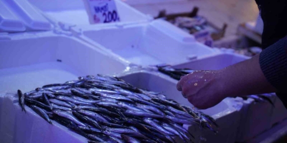 Hamsi zirvedeki yerini istavrite bıraktı