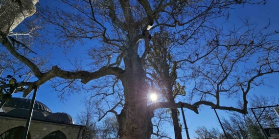 Harput’un 3 asırlık çınarı yıllara meydan okuyor