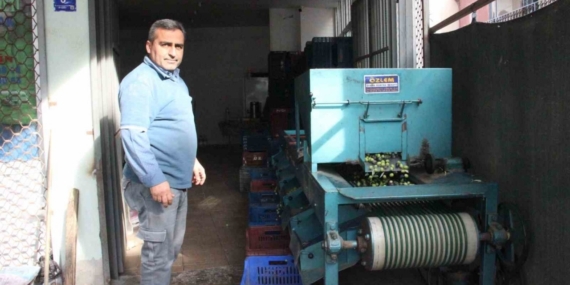 Hasat edilen zeytinler boyuna göre ayrılıyor, fiyatı kaliteyle şekilleniyor