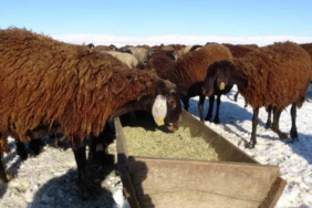Hasköy’de besicilerin zorlu mesaisi başladı