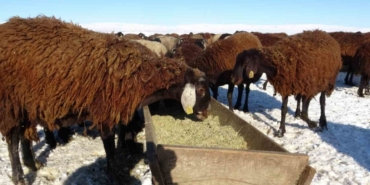 Hasköy’de besicilerin zorlu mesaisi başladı