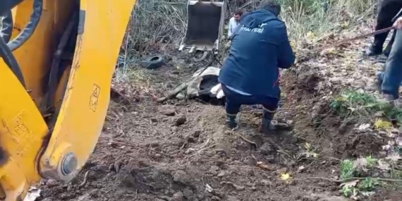 Hatay’da dereye düşen inek itfaiye ekipleri tarafından kurtarıldı