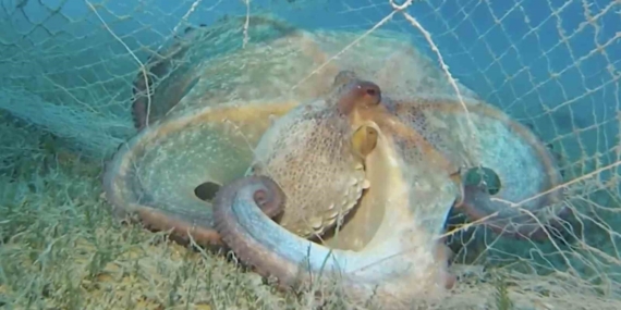 Hayalet ağlarla mücadelede 420 milyon metrekare alan tarandı