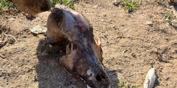 Hayvan sevgisini istismar etti, köpekler açıktan birbirini yedi