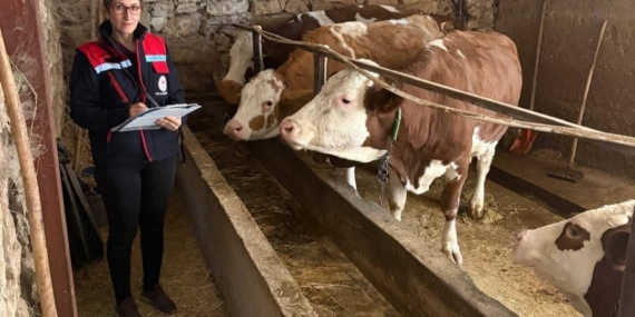 Hibe desteğiyle hayvancılık yapan besicilere yönelik denetim