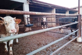 Hisarcık ilçesinde şap karantinası yeniden başladı