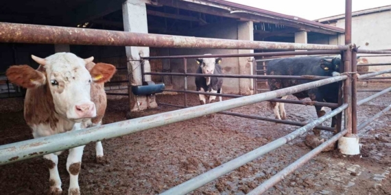 Hisarcık ilçesinde şap karantinası yeniden başladı