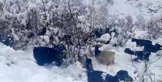 Hizan’da kar yağışı, sürüyü hazırlıksız yakaladı