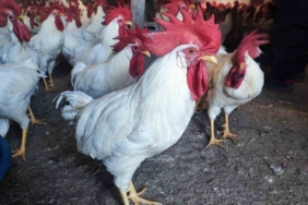 Hobiydi, iş oldu, 3 yılda 850 etlik horoz yetiştirdi