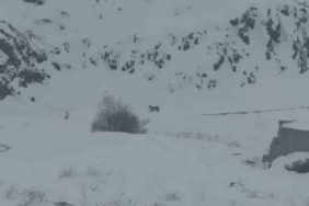 Iğdır’da aç kalan 3 vaşak köye indi