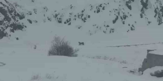 Iğdır’da aç kalan 3 vaşak köye indi