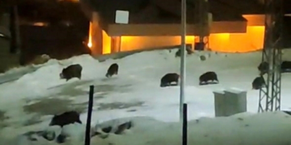 İlçe merkezine inen domuz sürüsü kamerada