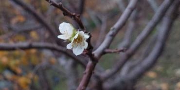 İnatçı erik soğukta çiçek açtı