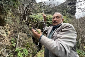 İncir ağacı Aralık ayında yeniden meyve verdi