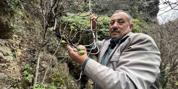 İncir ağacı Aralık ayında yeniden meyve verdi