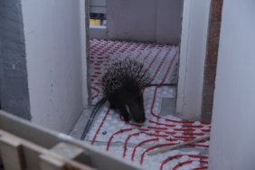 İncirliova’da ekiplerin dikkati nesli tehlikedeki oklu kirpiyi kurtardı