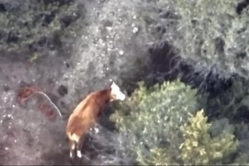 İneği kaybolan çiftçinin imdadına AFAD ve jandarma yetişti