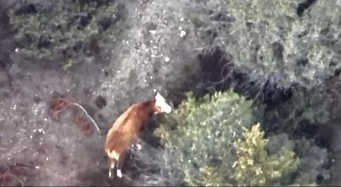 İneği kaybolan çiftçinin imdadına AFAD ve jandarma yetişti