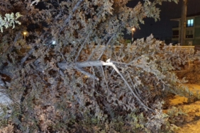 İnegöl’de rüzgarın etkisiyle ağaç devrildi