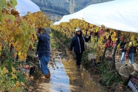 İşçiler yağmur ve çamuru aldırış etmeden üretime devam ediyor