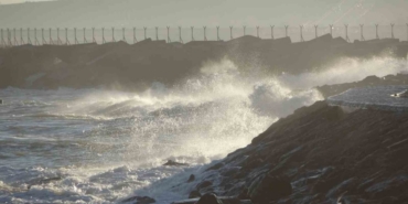 İstavrit hamsiyi tahtından etti