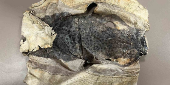 İzinsiz kullanılan Balon balığı projesi mahkemelik oldu