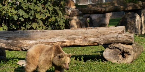 İzmir Doğal Yaşam Parkı’na siyah jaguar ve bozayı geldi