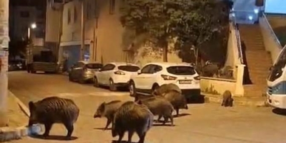 İzmir, sokaklarında domuz sürüleri ile doğal yaşam parkına döndü