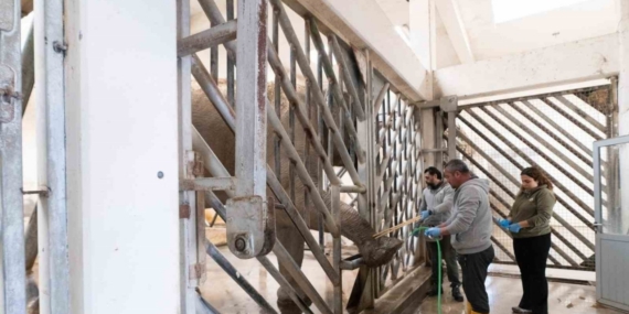 İzmir’de fillere hayat kurtaran ayak bakımı