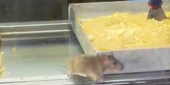 İzmir’den iğrenç görüntü: Börek tezgahlarında fare cirit attı