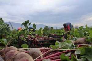 İzmir’in bereketli topraklarında ‘Kırmızı elmas’ mesaisi