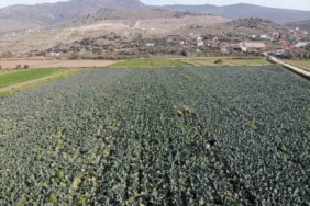 İzmir’in verimli tarım arazilerinde ’yeşil altın’ hasadı