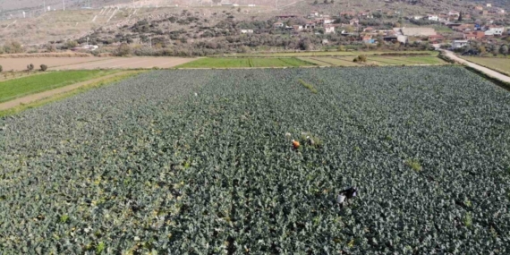İzmir’in verimli tarım arazilerinde ’yeşil altın’ hasadı