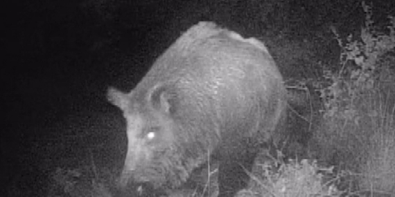 Kahramanmaraşlı doğa tutkunu genç fotokapanla yaban hayatını görüntülüyor