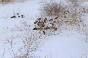 Kar esareti kuşları da etkiliyor