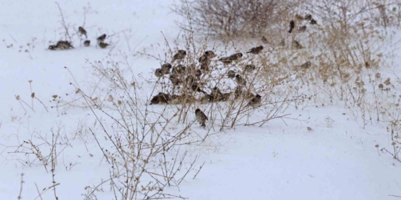 Kar esareti kuşları da etkiliyor