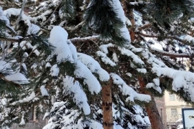 Kar yağışının ardından ağaçlarda kartpostallık görüntü
