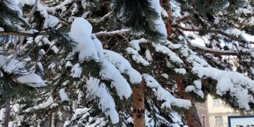 Kar yağışının ardından ağaçlarda kartpostallık görüntü