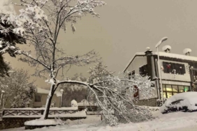 Karabük’te kar ağırlığına dayanamayan çok sayıda ağacın dalların kırıldı