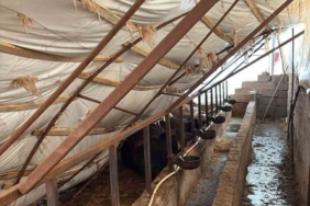 Karabük’te kar yağışı ahıl çatısını çökertti: 7 büyükbaş hayvan telef oldu