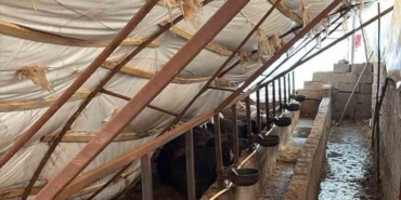 Karabük’te kar yağışı ahıl çatısını çökertti: 7 büyükbaş hayvan telef oldu