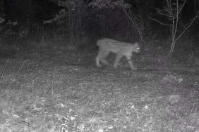 Karabük’te vaşak ve yavrusu ile kurt, fotokapana yansıdı