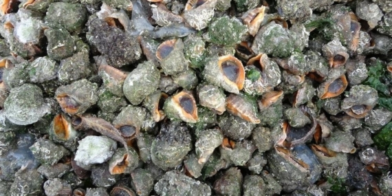 Karadeniz için en büyük iki tehdit: "Deniz salyangozu ve taraklı medüz"