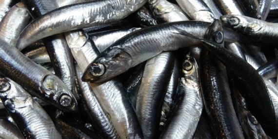 Karadeniz’de hamsi bolluğu sürüyor, mezgit ise birkaç gündür görünmüyor