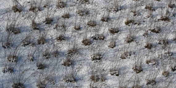 Karadeniz’deki kar yağışı, fındık ve diğer tarım ürünlerine yaradı
