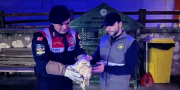 Karaman’da kızıl şahin koruma altına alındı